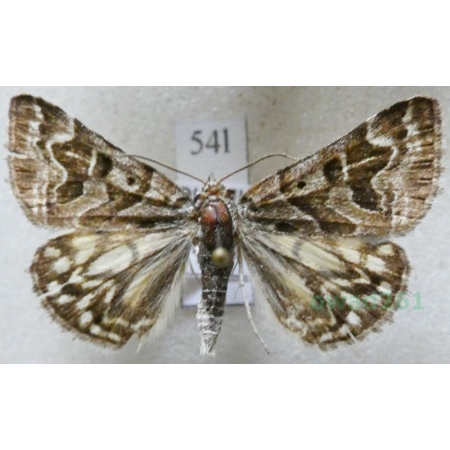 Euclidia mi (Clerck, 1759) Wygłoba szczawiówka Czech54l